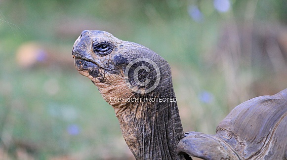 Attention tortoise