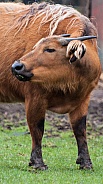 dwarf water buffalo