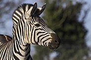 Grants Zebra Side Profile Close Up