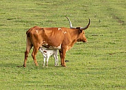 Texas Longhorn, Bos taurus, cattle