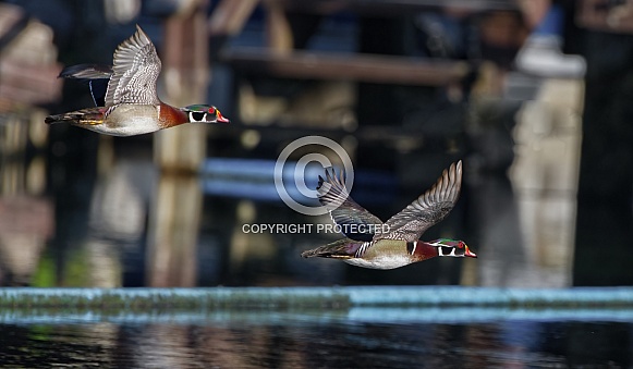2 male wood duck drake (Aix sponsa) in flight