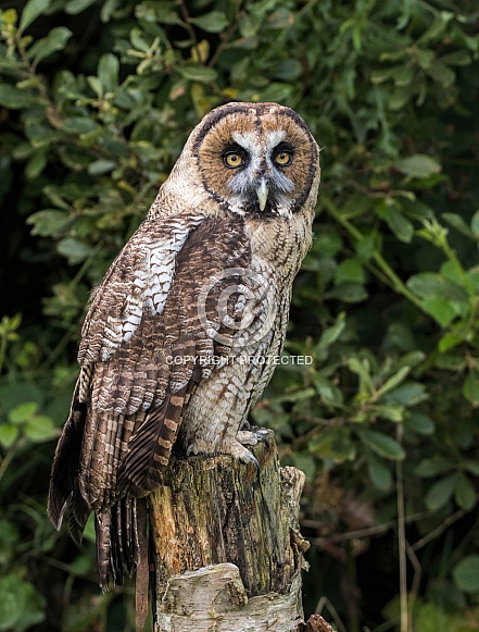 Hybrid Owl Species On Tree Stump Looking At Camera
