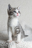 A gray tabby kitten