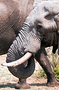 Elephant and tusk