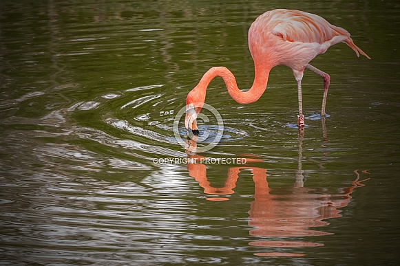 Full Body Caribbean Flamingo