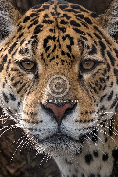 Jaguar Closeup (Panthera Onca)