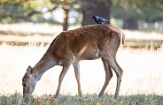 Deer and Crow
