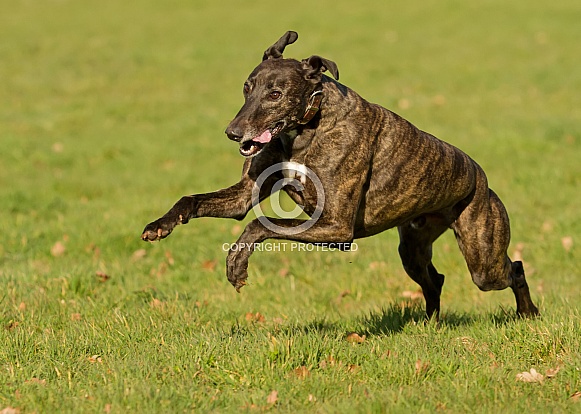 Brindle Greyhound at Speed