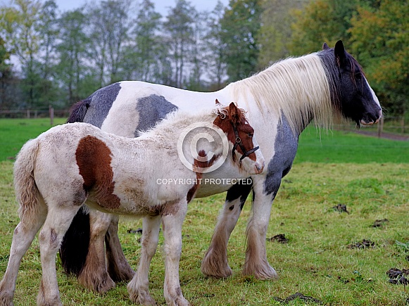 Tinker horse mare & foal