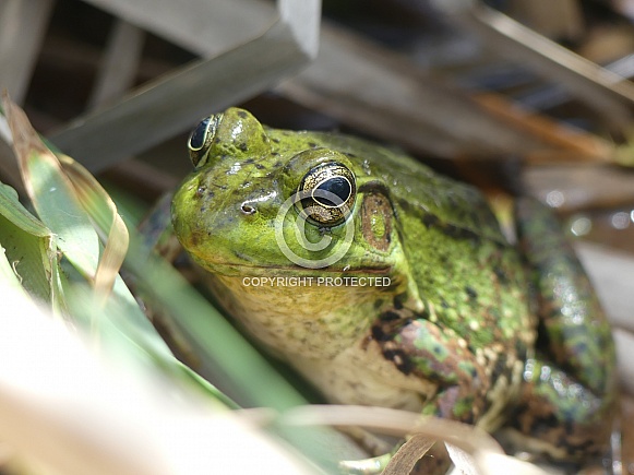 Green Frog in Reeds