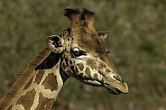 Kordofan Giraffe close up headshot
