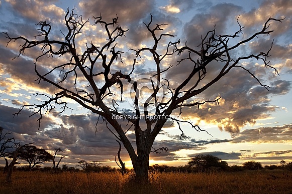 African sunset - Savuti Region of Botswana
