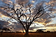 African sunset - Savuti Region of Botswana