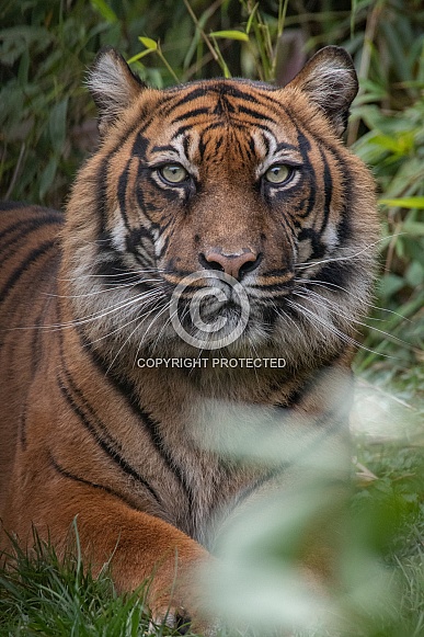 Sumatran Tiger(panthera tigris sumatrae)