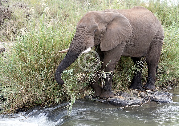 African Elephant, Kruger National Park SA (Wild)