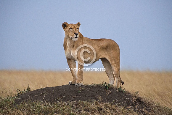 Wild lioness