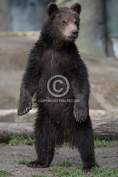 Brown bear - Kamtschatka Bear
