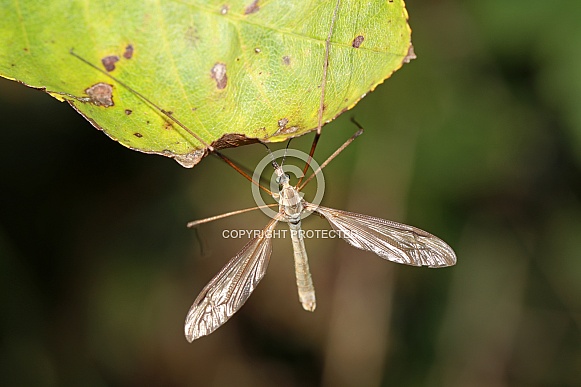 Crane-fly (Tipulidae)