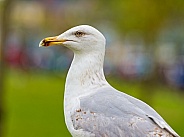 Howth Seagull