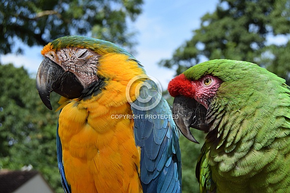 blue and gold macaw and great green macaw