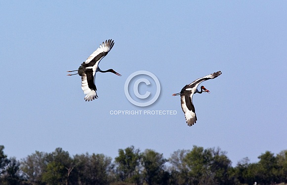 Saddlebilled Storks - Botswana