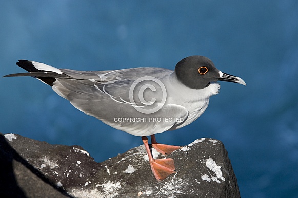 Swallow-tailed Gull - Galapagos Islands