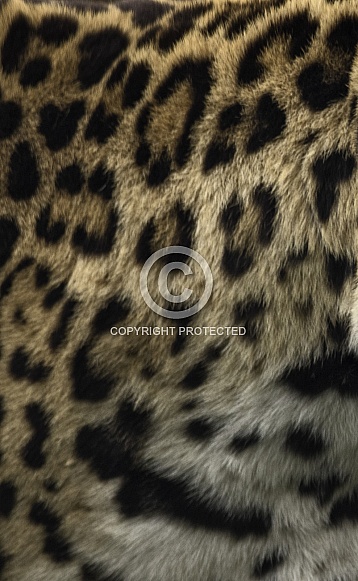 Jaguar Print Pattern