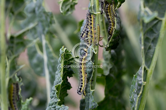 Caterpillars of the Cabbage White Butterfly