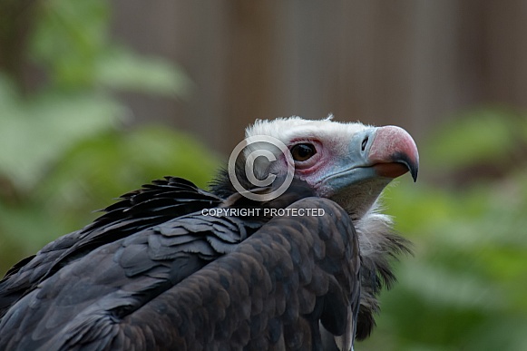 White-headed vulture Portrait