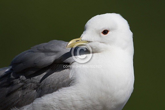 Common Mew Gull Closeup