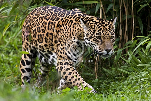 Jaguar (Panthera onca) - Brazil