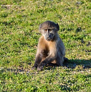 Juvenile Chacma baboon