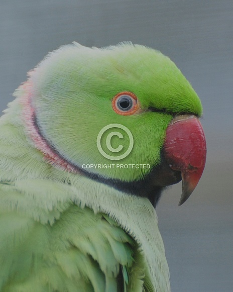 green ring necked parakeet