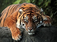 Sumatran tigress