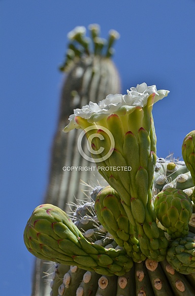 Saguaro Cactus Blooms and Buds - A Perspective