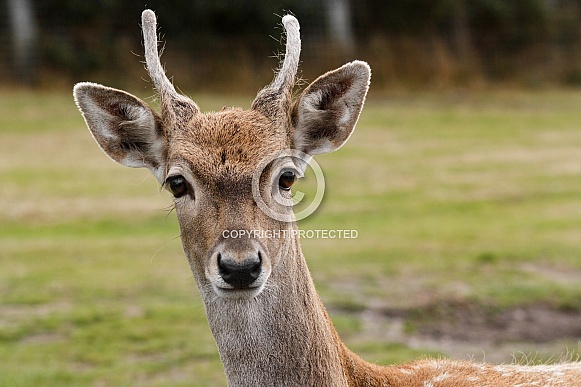 close up, young Persian fallow deer