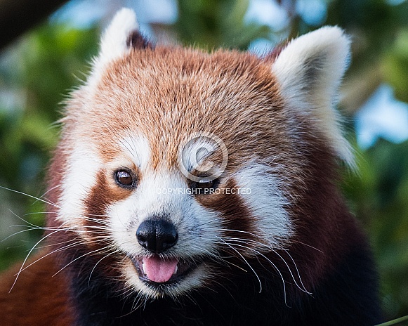 Red Panda Portrait