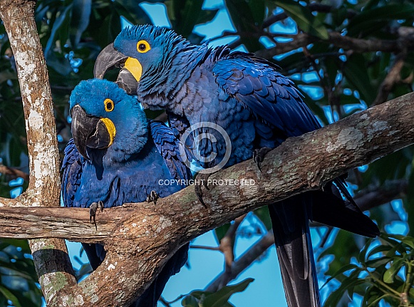 Preening Hyacinth Macaws
