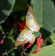 White Peacock Anartia jatrophae Butterfly