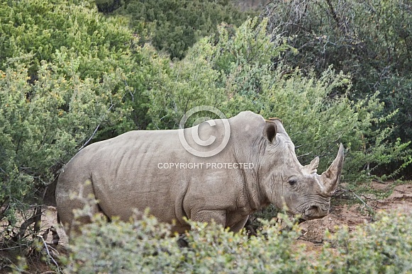 Rhinoceros in the Brush