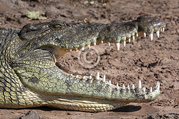 Nile crocodile - Botswana