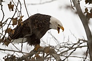 American Bald Eagle in Alaska