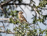 Female Yellow Canary
