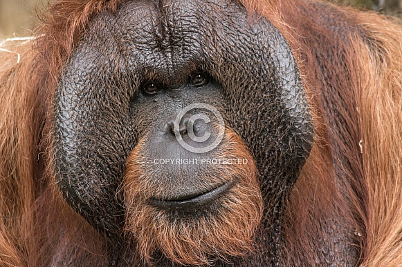 Male Bornean Orangutan Close up