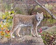 Canada Lynx (Male)