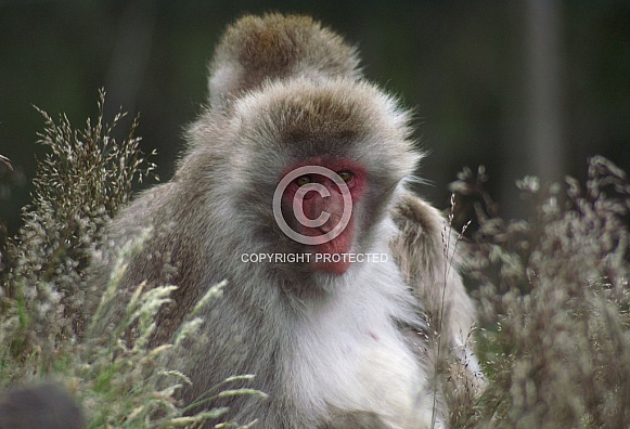 Macaque/Snow Monkey