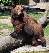 Male Kamtschatka Bear