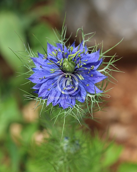 Blue Flower Devil-in-a-bush
