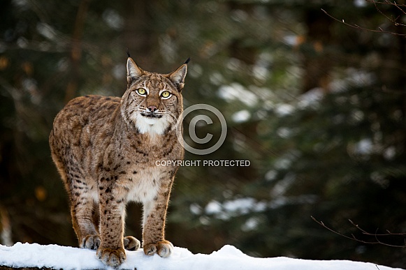 Lynx in winter