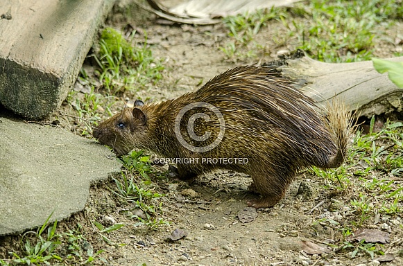 Asiatic Brush-Tailed Porcupine